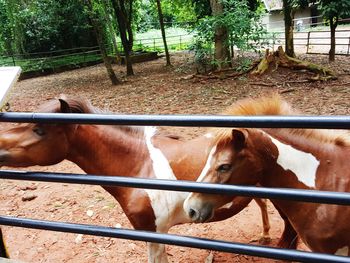 Horse in ranch