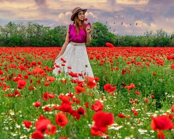 High angle view of red poppy flowers in field