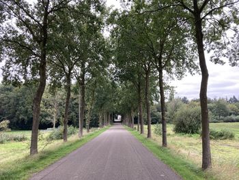 Empty road along trees and plants