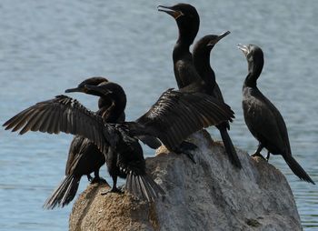 Gathering on a rock