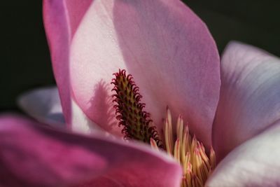 Close-up of pink flower blooming outdoors