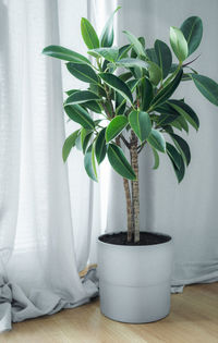 House plant decoration. ficus elastica in a gray pot on the floor in the living room