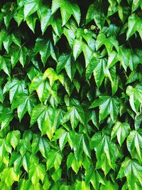 Full frame shot of green leaves