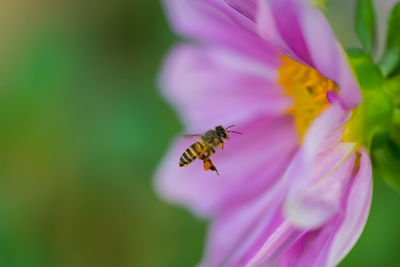 Close-up of bee pollinating on purple flower