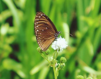 Close-up of butterfly pollinating on flower