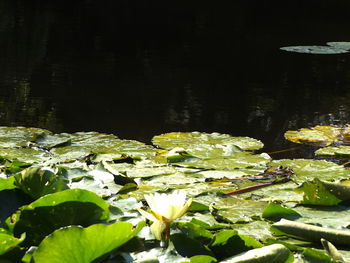 Close-up of lotus water lily in pond