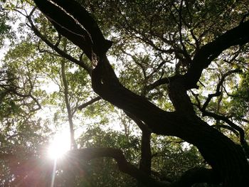 Low angle view of tree in forest