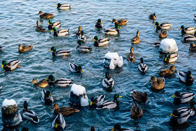 High angle view of swans swimming in lake