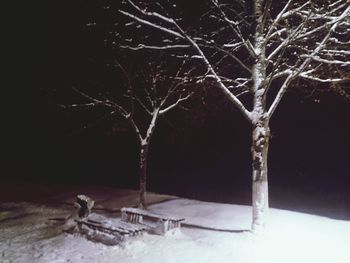 Snow covered trees at night