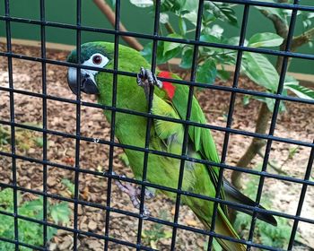 Bird in cage