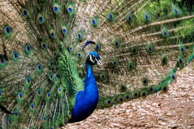 View of peacock