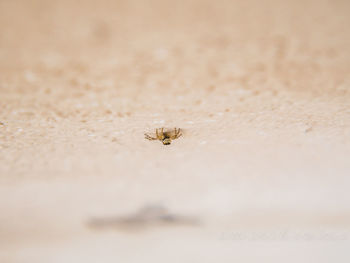 Close-up of spider