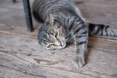 Close-up of a cat