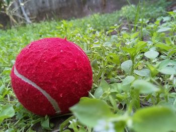 Close-up of red ball on grass