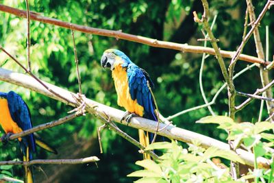 Close-up of a bird perching on tree