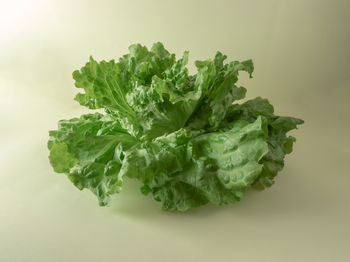 Overhead view of green leafy lettuce bunch on light surface