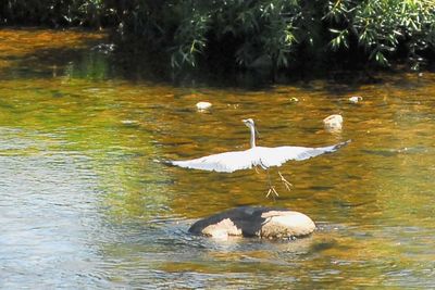 Ducks swimming in lake