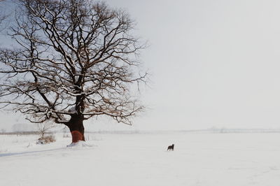 Bare tree on snow covered field against sky
