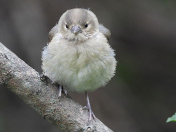 Close-up of owl perching on branch