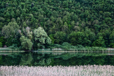 Scenic view of lake in forest