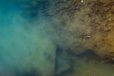 High angle view of seagull swimming in sea