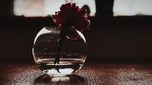 Close-up of red flower on table