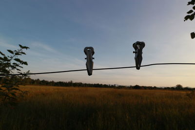 View of birds on land against sky