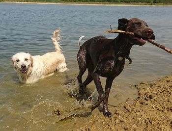 Dogs running on lake shore