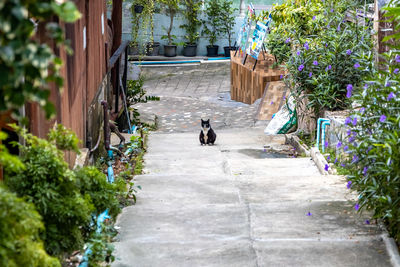 Cat on footpath amidst plants