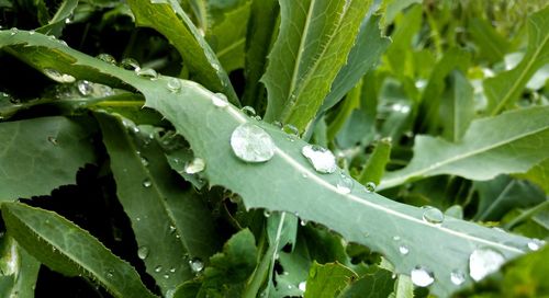 Close-up of wet plant during rainy season