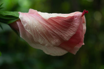 Close-up of pink rose