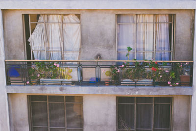 Potted plants on window of building