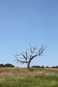 Bare tree on field against clear sky