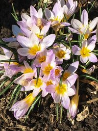 Close-up of crocus blooming outdoors