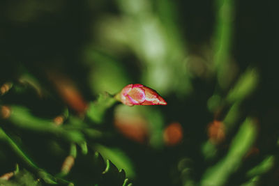 Close-up of red flowering plant