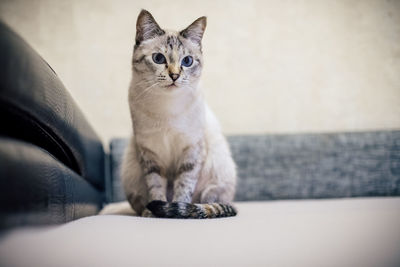 Portrait of cat sitting on sofa