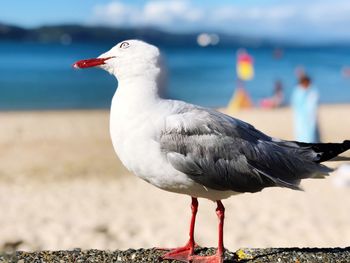 Close-up of seagull perching on at beach