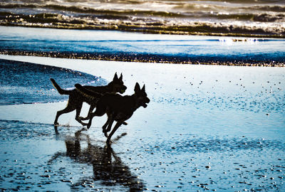 Dog running on beach