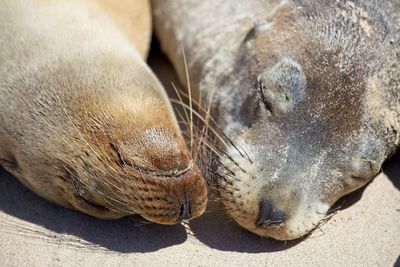 Closeup portrait of two galapagos fur seal arctocephalus galapagoensis galapagos islands, ecuador.