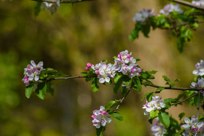 Close-up of pink flowering plant