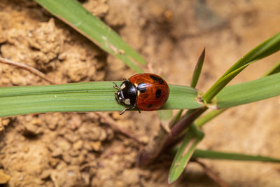 Close-up of ladybug on leaf