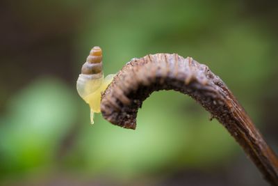 Close-up of mushroom