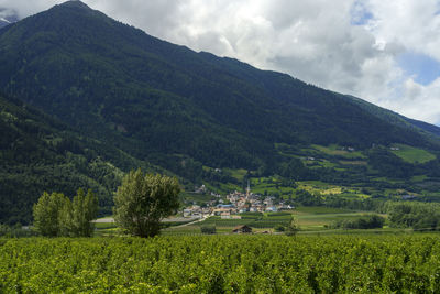 Scenic view of agricultural field against sky