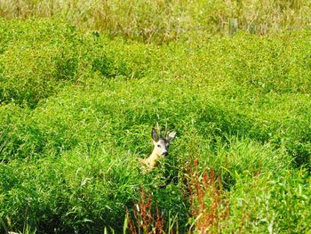 Portrait of rabbit in grass