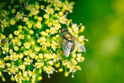 Close-up of bee pollinating on flower