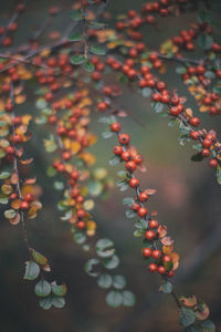 Close-up of berries growing on tree