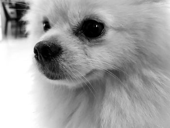 Close-up portrait of dog