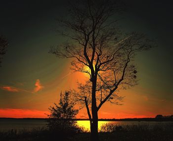 Silhouette of trees at sunset