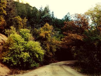 Road amidst trees in forest against sky