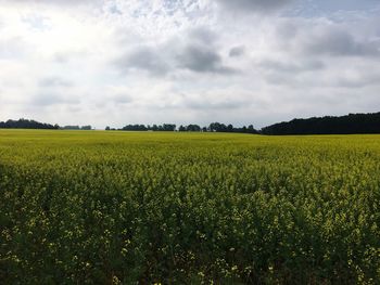 Scenic view of field against sky